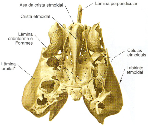 osso etmoide visuale superiore