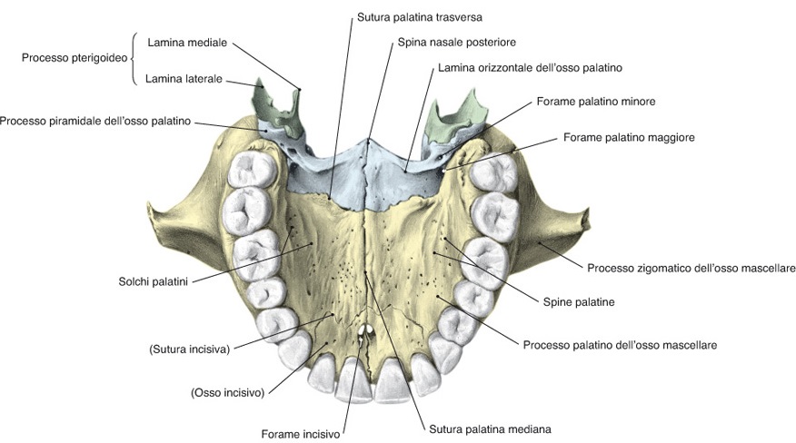 ossa mascellari