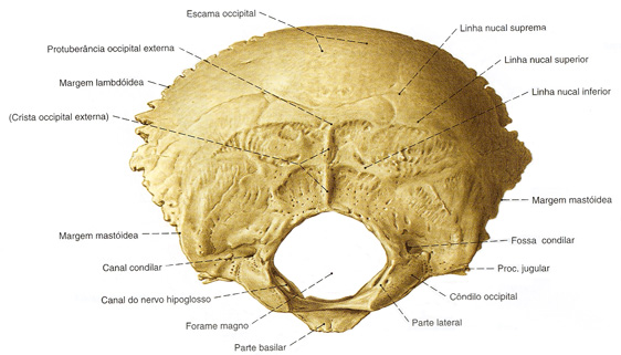 osso occipitale