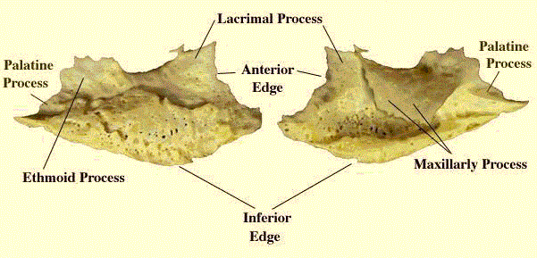 cornetto nasale inferiore